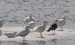 Slaty-backed Gull