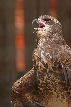 Snail Kite