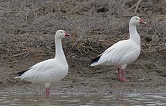 Snow Goose