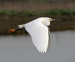 Snowy Egret