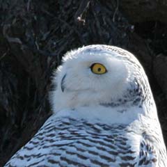 Snowy Owl