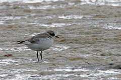 Snowy Plover