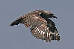 South Polar Skua