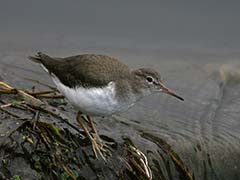 Spotted Sandpiper