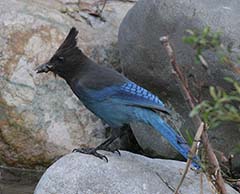 Steller's Jay