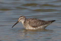 Stilt Sandpiper