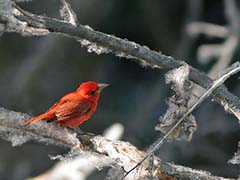 Summer Tanager