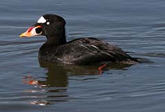 Surf Scoter