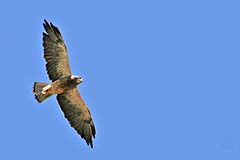 Swainson's Hawk