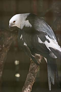 Swallow-tailed Kite