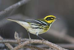 Townsend's Warbler