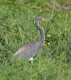 Tricolored Heron