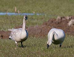 Trumpeter Swan