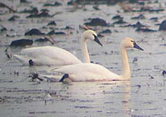 Tundra Swan