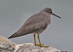 Wandering Tattler