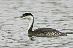 Western Grebe