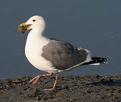 Western Gull