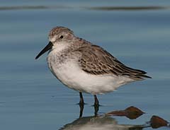 Western Sandpiper