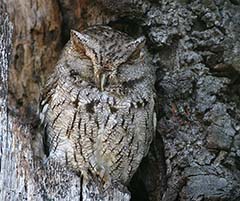 Western Screech-Owl