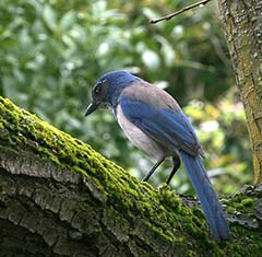 Western Scrub-Jay