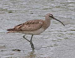 Whimbrel