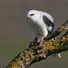 White-tailed Kite