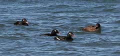 White-winged Scoter