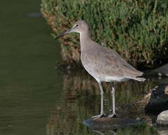 Willet