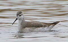 Wilson's Phalarope