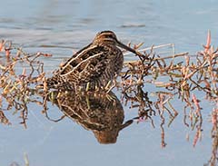 Wilson's Snipe