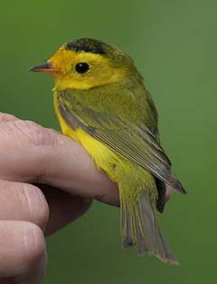 Wilson's Warbler