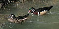 Wood Duck