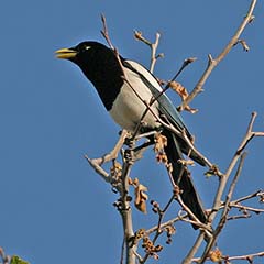 Yellow-billed Magpie