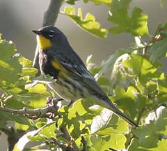 Yellow-rumped Warbler