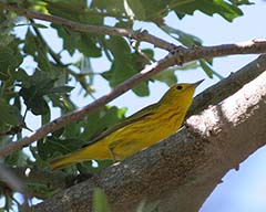 Yellow Warbler