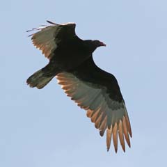 Turkey Vulture